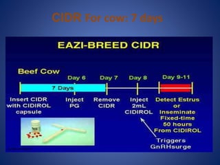 CIDR For cow: 7 days
 