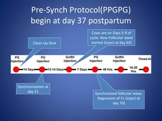 Pre-Synch Protocol(PPGPG)
begin at day 37 postpartum
Synchronization at
day 51
Cows are on Days 5-9 of
cycle. New Follicular wave
started (inject at day 63)
Synchronized follicular wave.
Regression of CL (inject at
day 70)
Clean Up Shot
 