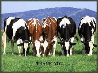 Estrous synchronization