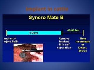Implant in cattle
 