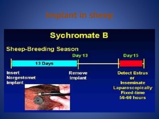 Implant in sheep
 