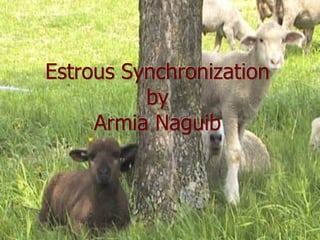 Estrous Synchronization
by
Armia Naguib
 
