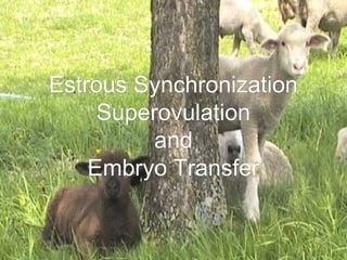 Estrous SynchronizationEstrous Synchronization
SuperovulationSuperovulation
andand
Embryo TransferEmbryo Transfer
 