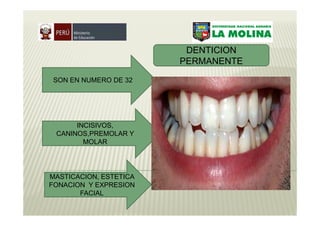 DENTICION
                        PERMANENTE

 SON EN NUMERO DE 32




      INCISIVOS,
 CANINOS,PREMOLAR Y
        MOLAR




MASTICACION, ESTETICA
FONACION Y EXPRESION
       FACIAL
 