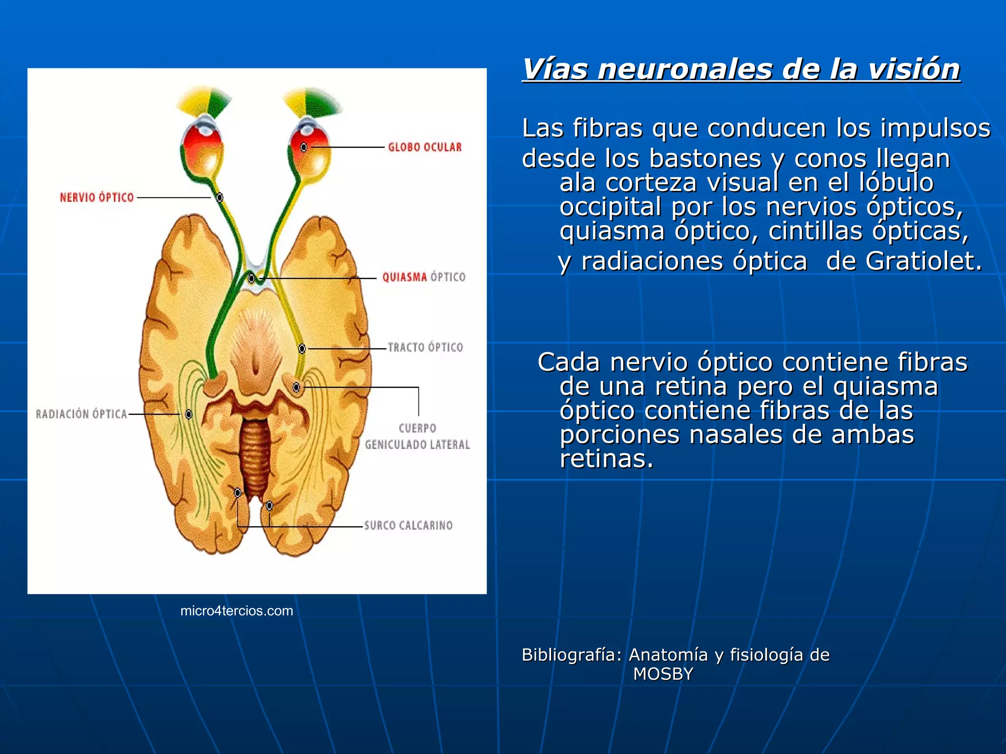 Vías neuronales de la visión

                    Las fibras que conducen los impulsos
                    desde los bastones y conos llegan
                       ala corteza visual en el lóbulo
                       occipital por los nervios ópticos,
                       quiasma óptico, cintillas ópticas,
                      y radiaciones óptica de Gratiolet.



                     Cada nervio óptico contiene fibras
                      de una retina pero el quiasma
                      óptico contiene fibras de las
                      porciones nasales de ambas
                      retinas.




micro4tercios.com


                    Bibliografía: Anatomía y fisiología de
                                  MOSBY
 