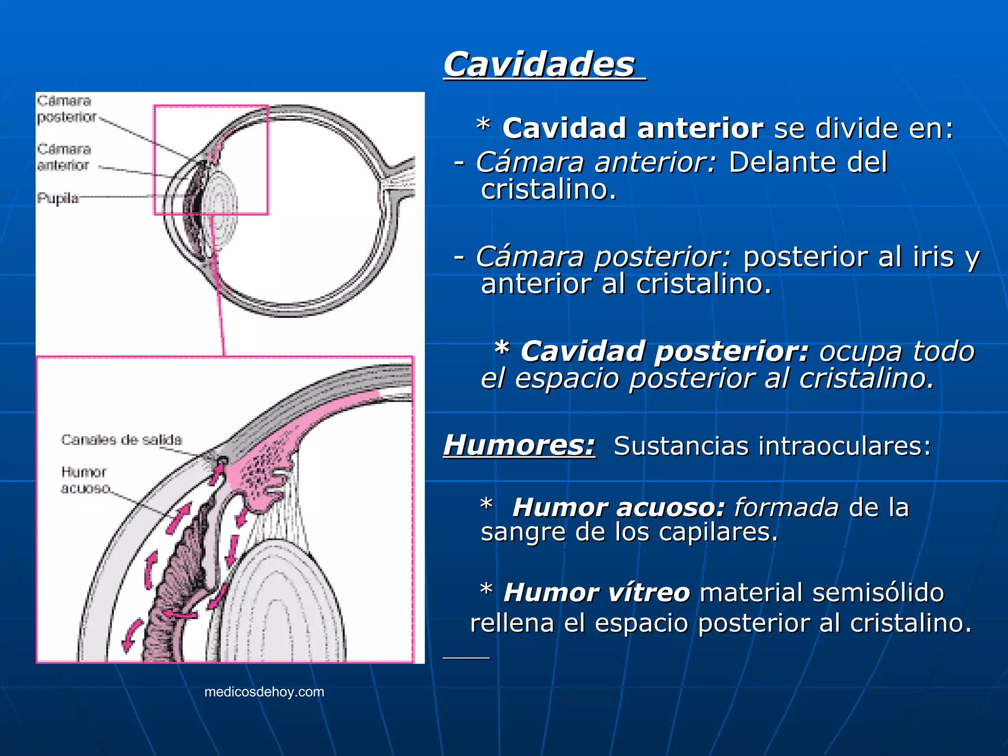 Cavidades
                     * Cavidad anterior se divide en:
                   - Cámara anterior: Delante del
                     cristalino.

                   - Cámara posterior: posterior al iris y
                     anterior al cristalino.

                      * Cavidad posterior: ocupa todo
                     el espacio posterior al cristalino.

                   Humores: Sustancias intraoculares:

                     * Humor acuoso: formada de la
                     sangre de los capilares.

                     * Humor vítreo material semisólido
                    rellena el espacio posterior al cristalino.

medicosdehoy.com
 
