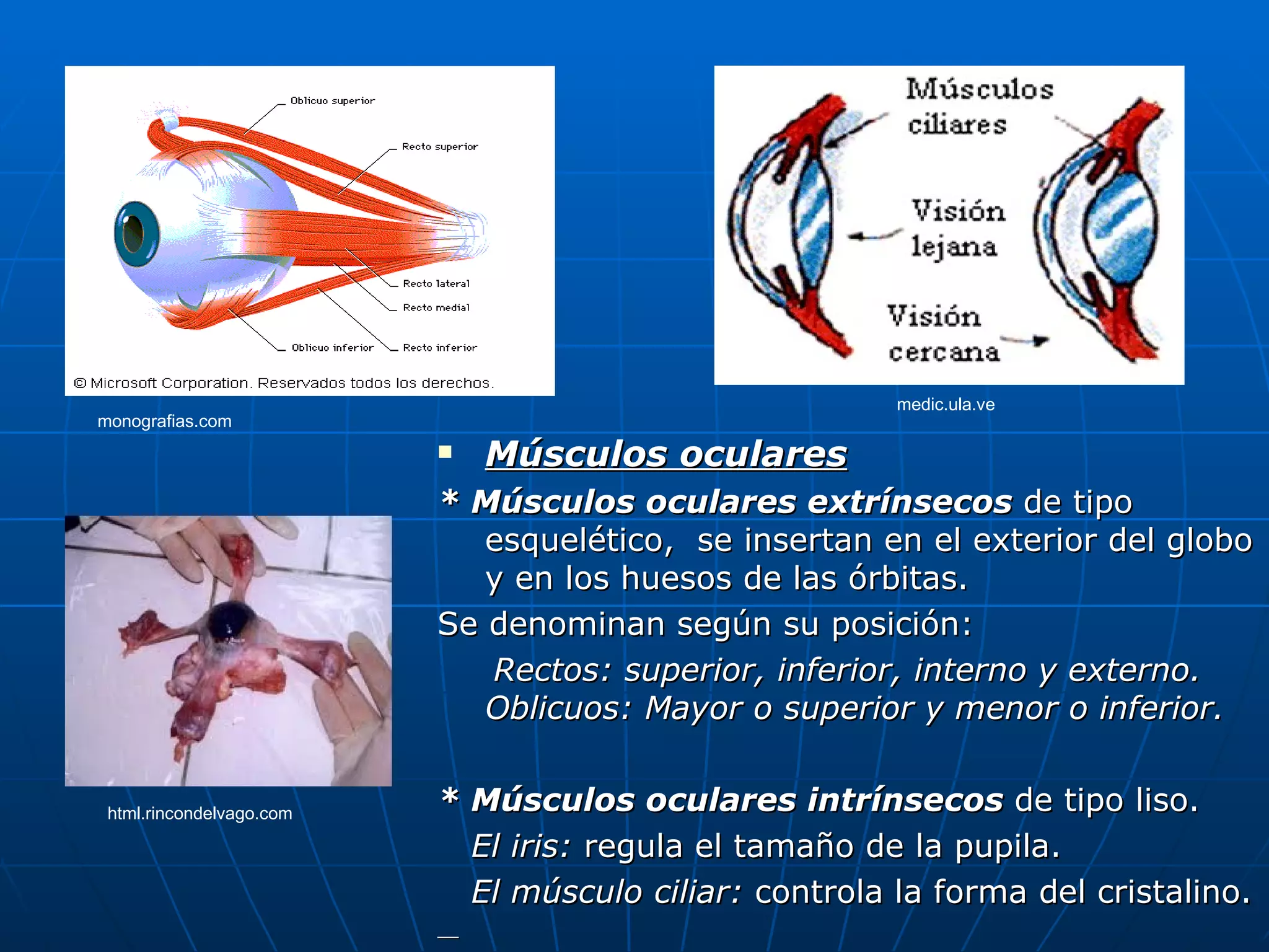medic.ula.ve
monografias.com
                             Músculos oculares
                          * Músculos oculares extrínsecos de tipo
                             esquelético, se insertan en el exterior del globo
                             y en los huesos de las órbitas.
                          Se denominan según su posición:
                             Rectos: superior, inferior, interno y externo.
                             Oblicuos: Mayor o superior y menor o inferior.


 html.rincondelvago.com   * Músculos oculares intrínsecos de tipo liso.
                            El iris: regula el tamaño de la pupila.
                            El músculo ciliar: controla la forma del cristalino.
 