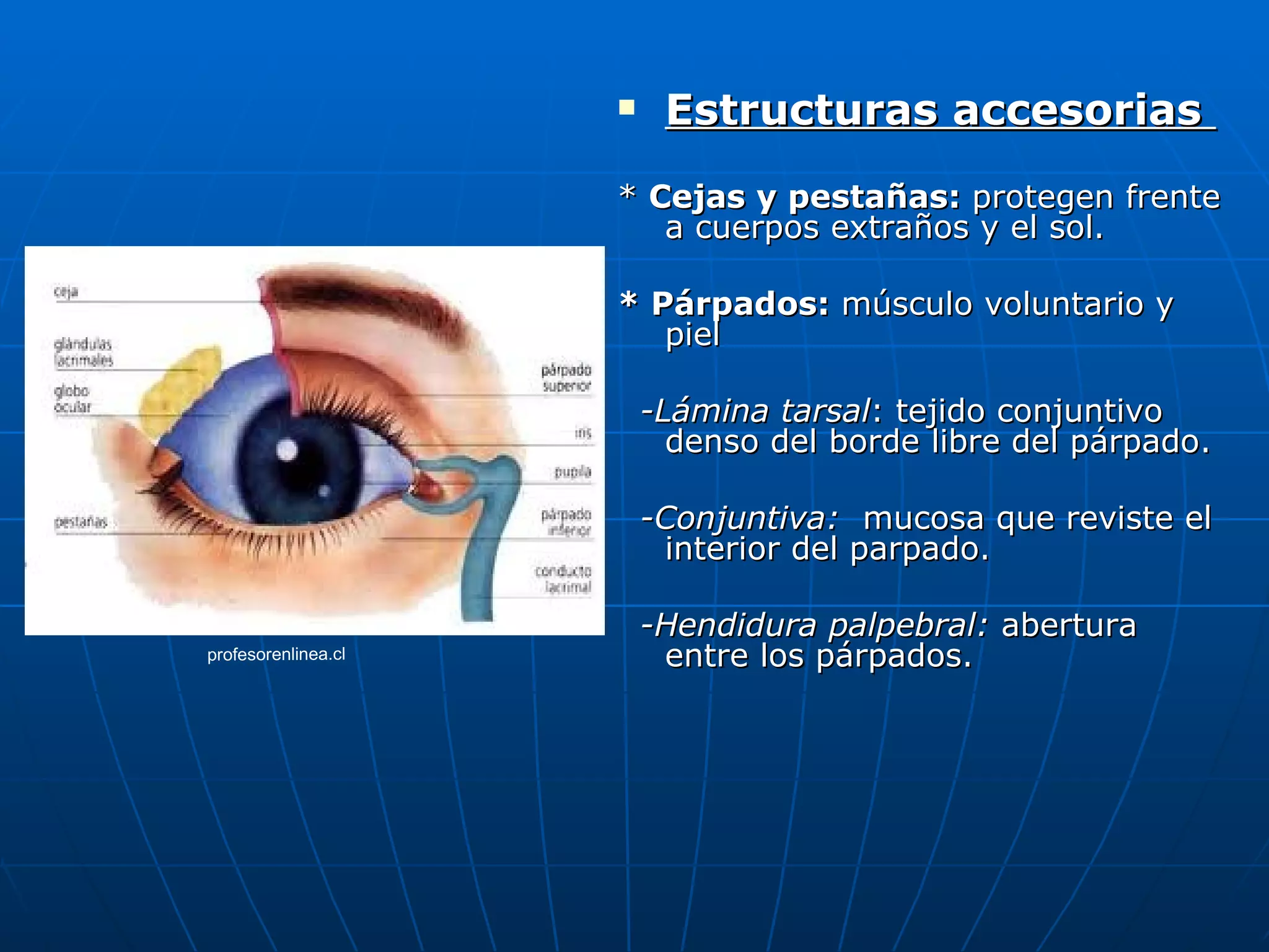     Estructuras accesorias
                     * Cejas y pestañas: protegen frente
                        a cuerpos extraños y el sol.

                     * Párpados: músculo voluntario y
                        piel

                         -Lámina tarsal: tejido conjuntivo
                           denso del borde libre del párpado.

                         -Conjuntiva: mucosa que reviste el
                          interior del parpado.

                         -Hendidura palpebral: abertura
profesorenlinea.cl        entre los párpados.
 