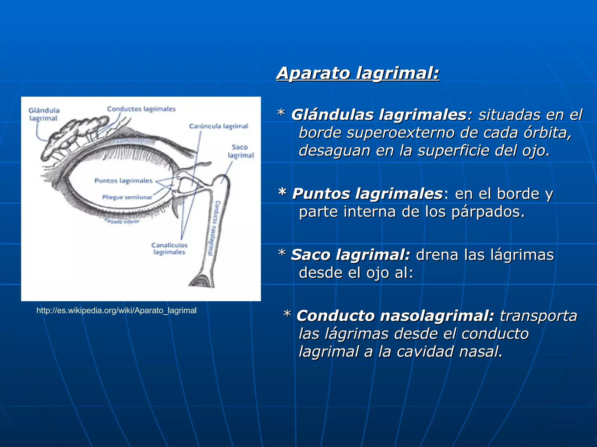 Aparato lagrimal:

                                                * Glándulas lagrimales: situadas en el
                                                   borde superoexterno de cada órbita,
                                                   desaguan en la superficie del ojo.

                                                * Puntos lagrimales: en el borde y
                                                           lagrimales
                                                   parte interna de los párpados.

                                                * Saco lagrimal: drena las lágrimas
                                                   desde el ojo al:

http://es.wikipedia.org/wiki/Aparato_lagrimal
                                                * Conducto nasolagrimal: transporta
                                                  las lágrimas desde el conducto
                                                  lagrimal a la cavidad nasal.
 