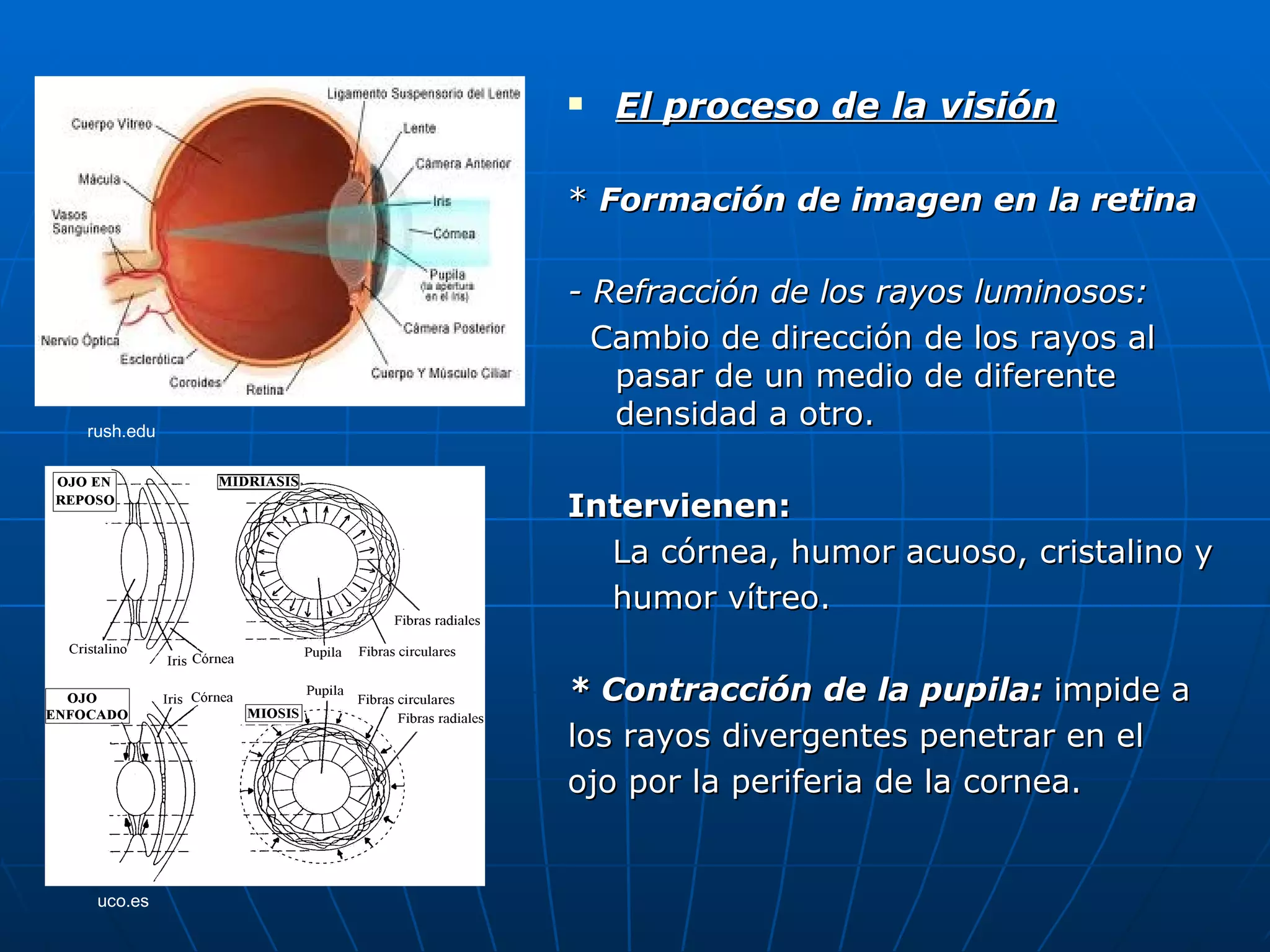    El proceso de la visión

           * Formación de imagen en la retina

           - Refracción de los rayos luminosos:
             Cambio de dirección de los rayos al
              pasar de un medio de diferente
rush.edu
              densidad a otro.

           Intervienen:
             La córnea, humor acuoso, cristalino y
             humor vítreo.

           * Contracción de la pupila: impide a
           los rayos divergentes penetrar en el
           ojo por la periferia de la cornea.


 uco.es
 