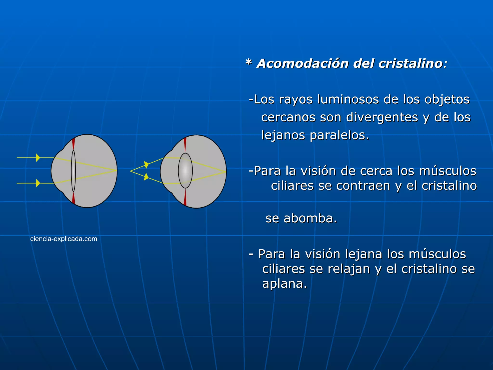 * Acomodación del cristalino:

                        -Los rayos luminosos de los objetos
                          cercanos son divergentes y de los
                          lejanos paralelos.

                        -Para la visión de cerca los músculos
                           ciliares se contraen y el cristalino

                           se abomba.
ciencia-explicada.com

                        - Para la visión lejana los músculos
                           ciliares se relajan y el cristalino se
                           aplana.
 
