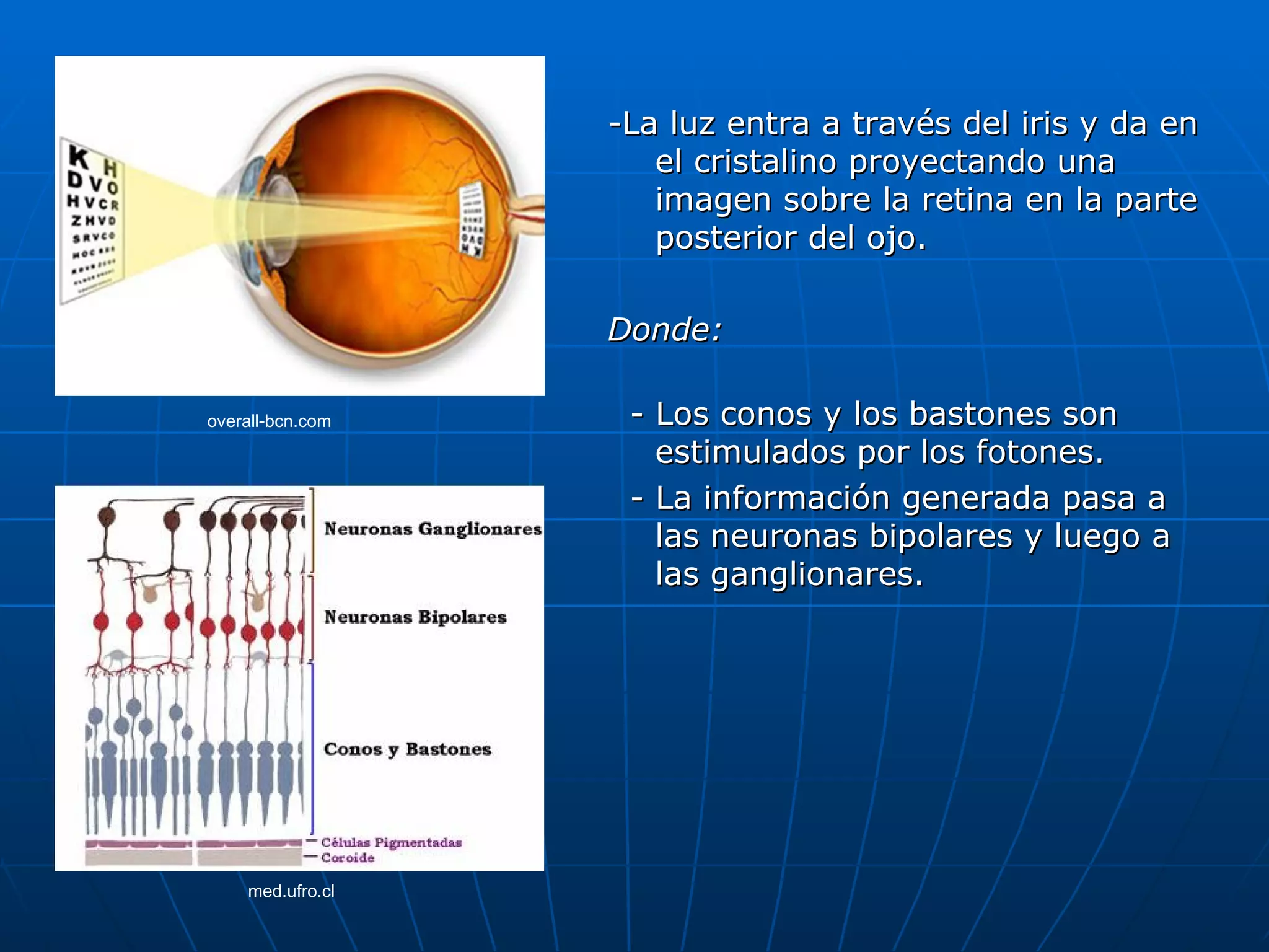 -La luz entra a través del iris y da en
                     el cristalino proyectando una
                     imagen sobre la retina en la parte
                     posterior del ojo.

                  Donde:

overall-bcn.com    - Los conos y los bastones son
                     estimulados por los fotones.
                   - La información generada pasa a
                     las neuronas bipolares y luego a
                     las ganglionares.




    med.ufro.cl
 
