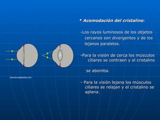 * Acomodación del cristalino:

                        -Los rayos luminosos de los objetos
                          cercanos son divergentes y de los
                          lejanos paralelos.

                        -Para la visión de cerca los músculos
                           ciliares se contraen y el cristalino

                           se abomba.
ciencia-explicada.com

                        - Para la visión lejana los músculos
                           ciliares se relajan y el cristalino se
                           aplana.
 