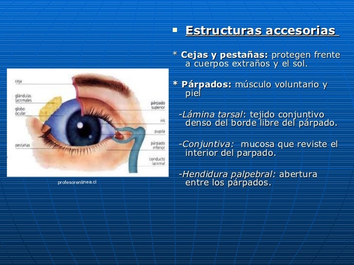 Estructura Del Ojo Humano Y Sus Funciones  Consejos Ojos