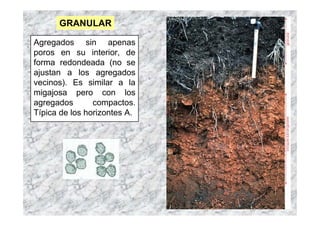 GRANULAR

Agregados sin apenas
poros en su interior, de
forma redondeada (no se
ajustan a los agregados
vecinos). Es similar a la
migajosa pero con los
agregados       compactos.
Típica de los horizontes A.
 