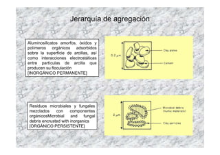 Jerarquía de agregación


Aluminosilicatos amorfos, óxidos y
polímeros orgánicos adsorbidos
sobre la superficie de arcillas, así
como interacciones electrostáticas
entre partículas de arcilla que
producen su floculación
[INORGÁNICO PERMANENTE]




Residuos microbiales y fungales
mezclados     con     componentes
orgánicosMicrobial and fungal
debris encrusted with inorganics
[ORGÁNICO PERSISTENTE]
 