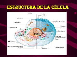 ESTRUCTURA DE LA CÉLULA 