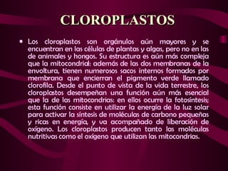 CLOROPLASTOS ,[object Object]