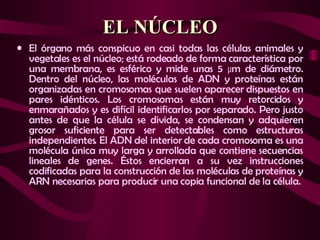 EL NÚCLEO ,[object Object]