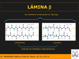 LÁMINA β
                            Se mantiene la estructura en Zig-Zag




                                N-C ; N-C                               N-C ; C-N




               (antiparalela)                              (paralela)



                        Puentes de hidrógeno intercatenarios



© - PROFESOR JANO es Víctor M. Vitoria – B I O L O G Í A
 