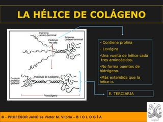 LA HÉLICE DE COLÁGENO

                                                       - Contiene prolina
                                                       - Levógira
                                                       -Una vuelta de hélice cada
                                                        tres aminoácidos.
                                                       -No forma puentes de
                                                       hidrógeno.
                                                       -Más extendida que la
                                                       héice α.


                                                           E. TERCIARIA




© - PROFESOR JANO es Víctor M. Vitoria – B I O L O G Í A
 