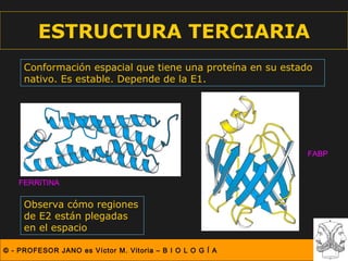 ESTRUCTURA TERCIARIA
     Conformación espacial que tiene una proteína en su estado
     nativo. Es estable. Depende de la E1.




                                                             FABP


    FERRITINA

     Observa cómo regiones
     de E2 están plegadas
     en el espacio

© - PROFESOR JANO es Víctor M. Vitoria – B I O L O G Í A
 