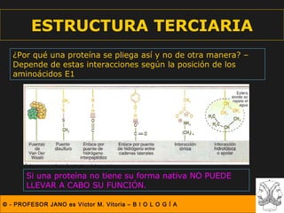 ESTRUCTURA TERCIARIA
   ¿Por qué una proteína se pliega así y no de otra manera? –
   Depende de estas interacciones según la posición de los
   aminoácidos E1




       Si una proteína no tiene su forma nativa NO PUEDE
       LLEVAR A CABO SU FUNCIÓN.

© - PROFESOR JANO es Víctor M. Vitoria – B I O L O G Í A
 