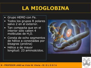 LA MIOGLOBINA
   • Grupo HEMO con Fe.
   • Todos los grupos R polares
     salvo 2 en el exterior.
   • Tan compacta que en el
     interior sólo caben 4
     moléculas de H2O.
   • Consta de ocho segmentos
     de hélice a conectadas por
     bisagras (prolina)
   • Hélice a de mayor
     longitud: 23 aminoácidos.




© - PROFESOR JANO es Víctor M. Vitoria – B I O L O G Í A
 