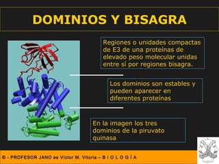 DOMINIOS Y BISAGRA
                                          Regiones o unidades compactas
                                          de E3 de una proteínas de
                                          elevado peso molecular unidas
                                          entre sí por regiones bisagra.


                                            Los dominios son estables y
                                            pueden aparecer en
                                            diferentes proteínas



                                     En la imagen los tres
                                     dominios de la piruvato
                                     quinasa


© - PROFESOR JANO es Víctor M. Vitoria – B I O L O G Í A
 