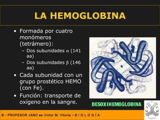 LA HEMOGLOBINA
      • Formada por cuatro
        monómeros
        (tetrámero):
           – Dos subunidades α (141
             aa)
           – Dos subunidades β (146
             aa)
      • Cada subunidad con un
        grupo prostético HEMO
        (con Fe).
      • Función: transporte de
        oxígeno en la sangre.                      DESOX IHEMOGLOBINA
© - PROFESOR JANO es Víctor M. Vitoria – B I O L O G Í A
 
