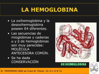 LA HEMOGLOBINA
      • La oxihemoglobina y la
        desoxihemoglobina
        poseen E4 diferentes.
      • Las secuencias de
        mioglobinas y cadenas
        α y β de hemoglobinas
        son muy parecidas:
        MOLÉCULA
        ANTECESORA COMÚN.
      • Se ha dada
        CONSERVACIÓN
                                                       OX IHEMOGLOBINA
© - PROFESOR JANO es Víctor M. Vitoria – B I O L O G Í A
 