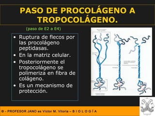 PASO DE PROCOLÁGENO A
             TROPOCOLÁGENO.
              (paso de E2 a E4)

      • Ruptura de flecos por
        las procolágeno
        peptidasas.
      • En la matriz celular.
      • Posteriormente el
        tropocolágeno se
        polimeriza en fibra de
        colágeno.
      • Es un mecanismo de
        protección.


© - PROFESOR JANO es Víctor M. Vitoria – B I O L O G Í A
 