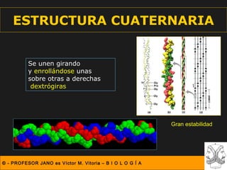 ESTRUCTURA CUATERNARIA


          Se unen girando
          y enrollándose unas
          sobre otras a derechas
           dextrógiras




                                                           Gran estabilidad




© - PROFESOR JANO es Víctor M. Vitoria – B I O L O G Í A
 
