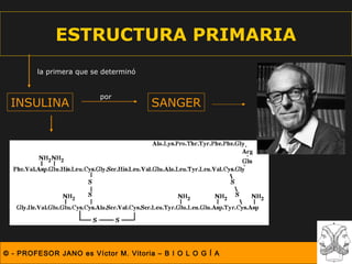 ESTRUCTURA PRIMARIA
        la primera que se determinó


                         por
 INSULINA                             SANGER




© - PROFESOR JANO es Víctor M. Vitoria – B I O L O G Í A
 