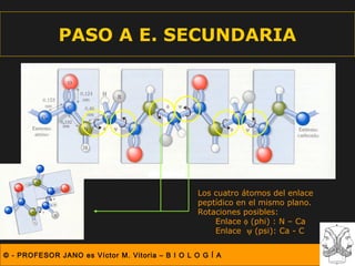 PASO A E. SECUNDARIA




                                                  Los cuatro átomos del enlace
                                                  peptídico en el mismo plano.
                                                  Rotaciones posibles:
                                                      Enlace φ (phi) : N – Ca
                                                      Enlace ψ (psi): Ca - C


© - PROFESOR JANO es Víctor M. Vitoria – B I O L O G Í A
 