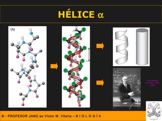 HÉLICE α




                                                            Linus Pauling
                                                           (P. Nobel, 1954,
                                                                1962)




© - PROFESOR JANO es Víctor M. Vitoria – B I O L O G Í A
 