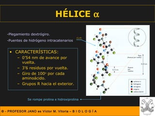 HÉLICE α

   -Plegamiento dextrógiro.
                                              (1,4)
   -Puentes de hidrógeno intracatenarios


    • CARACTERÍSTICAS:
         – 0’54 nm de avance por
           vuelta.
         – 3’6 residuos por vuelta.
         – Giro de 100o por cada
           aminoácido.
         – Grupos R hacia el exterior.


               Se rompe prolina e hidroxiprolina


© - PROFESOR JANO es Víctor M. Vitoria – B I O L O G Í A
 