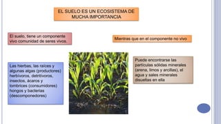 EL SUELO ES UN ECOSISTEMA DE
MUCHA IMPORTANCIA
El suelo, tiene un componente
vivo comunidad de seres vivos.
Las hierbas, las raíces y
algunas algas (productores)
herbívoros, detritívoros,
insectos, ácaros y
lombrices (consumidores)
hongos y bacterias
(descomponedores)
Mientras que en el componente no vivo
Puede encontrarse las
partículas sólidas minerales
(arena, limos y arcillas), el
agua y sales minerales
disueltas en ella
 