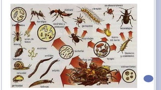 Estructura del-suelo