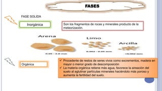 FASES
FASE SOLIDA
Inorgánica Son los fragmentos de rocas y minerales producto de la
meteorización.
Orgánica
 Procedente de restos de seres vivos como excrementos, madera en
mayor o menor grado de descomposición
 La materia orgánica retiene más agua, favorece la aireación del
suelo al aglutinar partículas minerales haciéndolo más poroso y
aumenta la fertilidad del suelo.
 