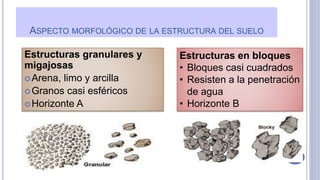 ASPECTO MORFOLÓGICO DE LA ESTRUCTURA DEL SUELO
Estructuras granulares y
migajosas
Arena, limo y arcilla
Granos casi esféricos
Horizonte A
Estructuras en bloques
• Bloques casi cuadrados
• Resisten a la penetración
de agua
• Horizonte B
 