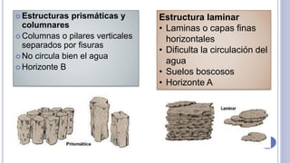  Estructuras prismáticas y
columnares
 Columnas o pilares verticales
separados por fisuras
 No circula bien el agua
 Horizonte B
Estructura laminar
• Laminas o capas finas
horizontales
• Dificulta la circulación del
agua
• Suelos boscosos
• Horizonte A
 