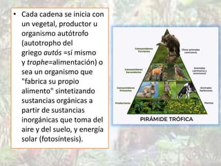 Piramide ecologica - Wikipedia