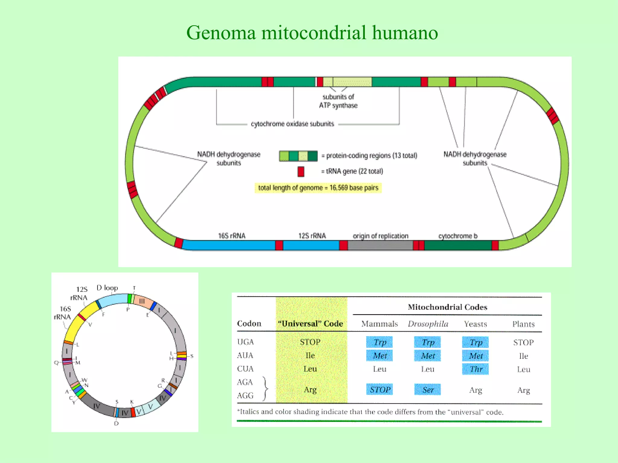 Estructura Y Funciones Del Genoma Humano | PPT