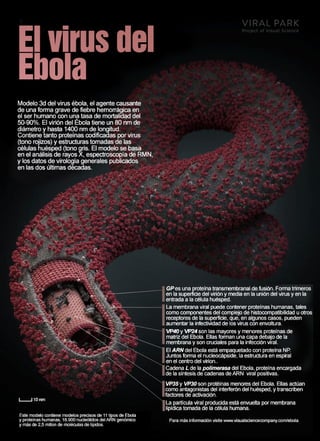 Estructura 3d del ebola