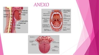 Labios Boca Estructura anatómica de la boca | PPTX