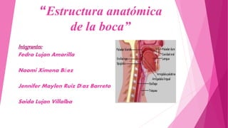 “Estructura anatómica
de la boca”
Integrantes:
Fedra Lujan Amarilla
Naomi Ximena Báez
Jennifer Maylen Ruiz Díaz Barreto
Saida Lujan Villalba
 