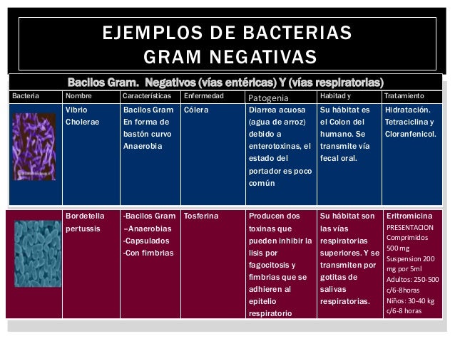 ESTRUCTURA BACTERIANA