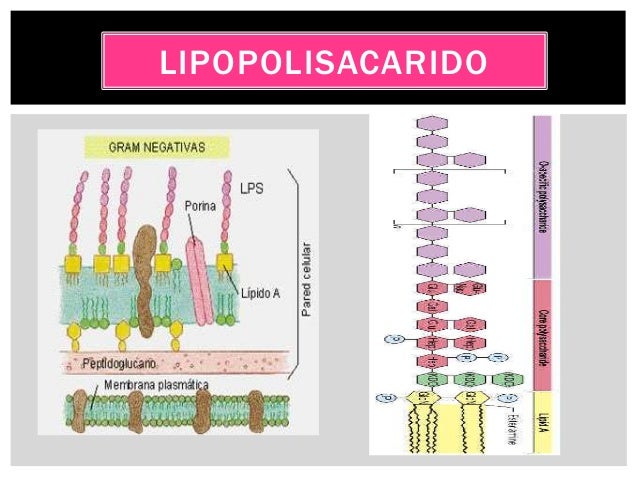 ESTRUCTURA BACTERIANA