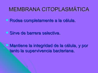 MEMBRANA CITOPLASMÁTICA
   Rodea completamente a la célula.

   Sirve de barrera selectiva.

   Mantiene la integridad de la célula, y por
    tanto la supervivencia bacteriana.
 